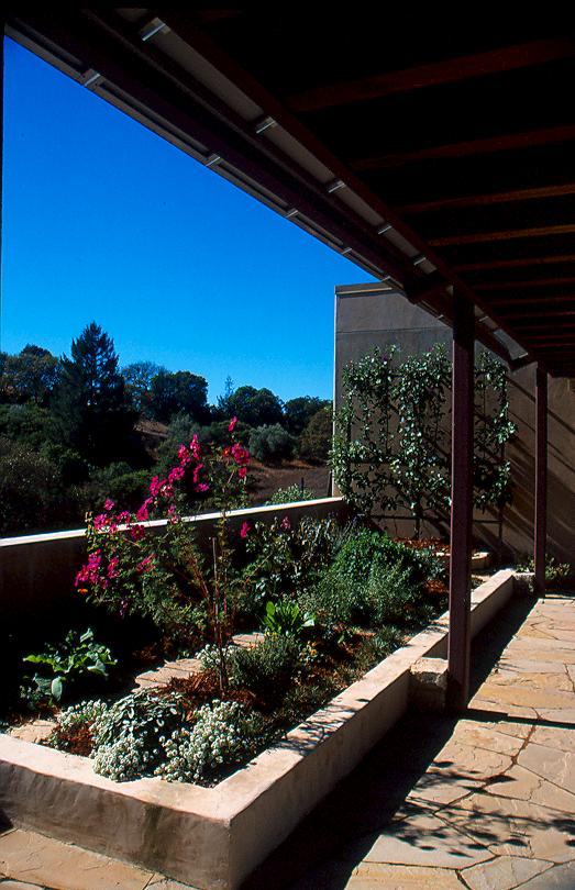 A kitchen garden on one of the green roofs contains herbs and an espaliered Fuji apple tree against the garage wall.